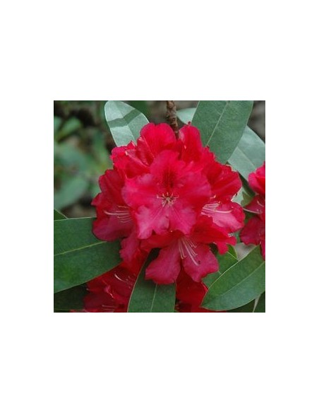 Rhododendron Wilgen's ruby
