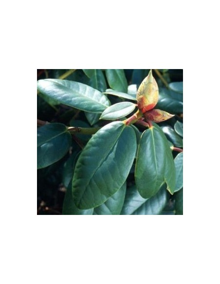 Rhododendron Red Jack