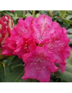 Rhododendron Germania