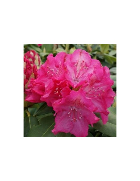 Rhododendron Germania