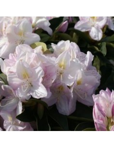 Rhododendron Gomer Waterer