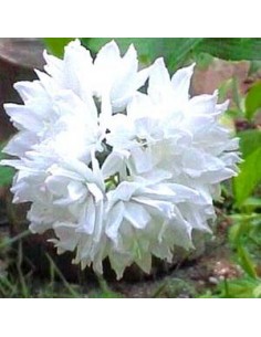 Deutzia magnifica
