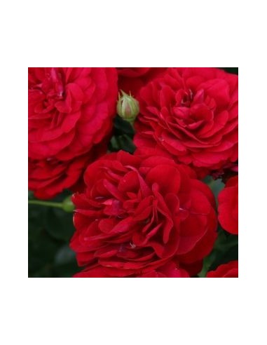 Rosier Bordeaux®