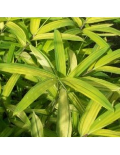 Pleioblastus auricomus