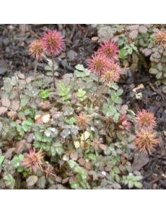 Lampourde à petites feuilles