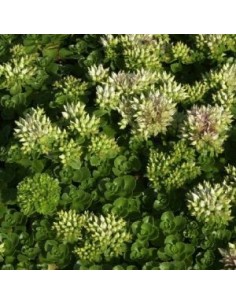 Orpin spurium Album Superbum