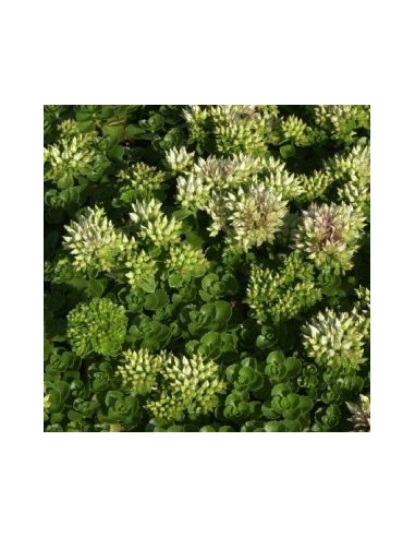 Orpin spurium Album Superbum