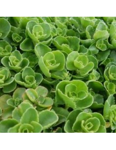 Orpin spurium Album Superbum 2