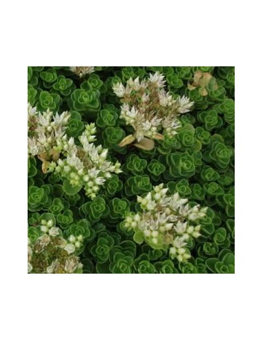 Orpin spurium Album Superbum