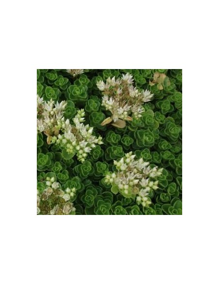 Orpin spurium Album Superbum