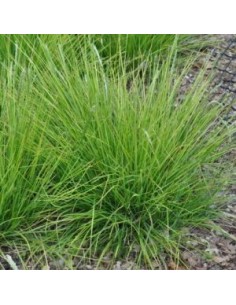 Sesleria autumnalis 2