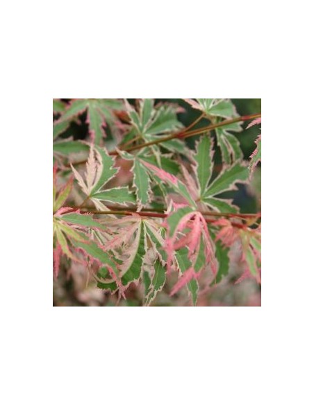 Erable du Japon Butterfly