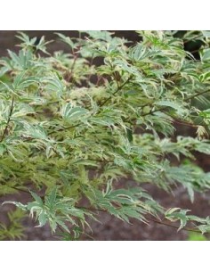 Erable du Japon Butterfly - Acer Palmatum 2