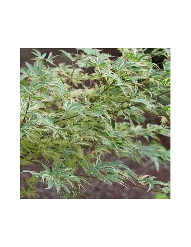 Erable du Japon Butterfly