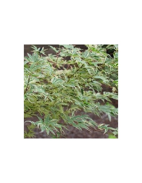 Erable du Japon Butterfly