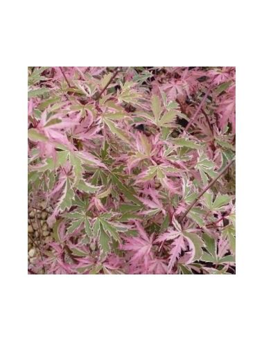 Erable du Japon Butterfly