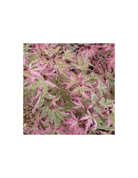 Erable du Japon Butterfly