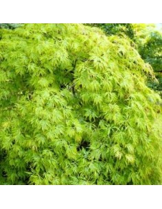 Erable du Japon Dissectum 2