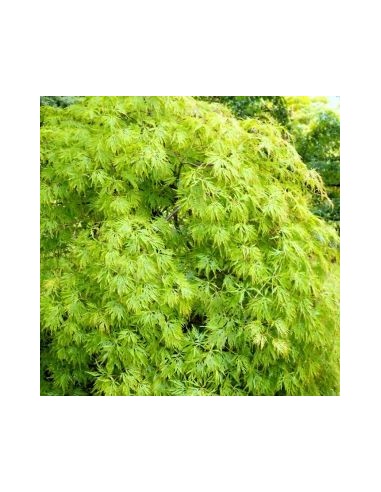 Erable du Japon Dissectum