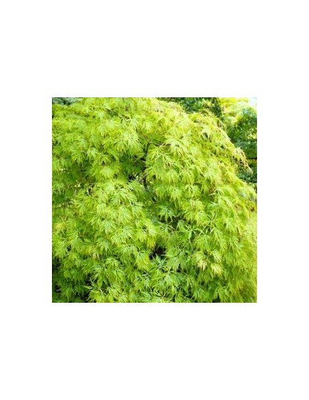 Erable du Japon Dissectum