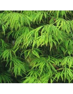 Erable du Japon Dissectum