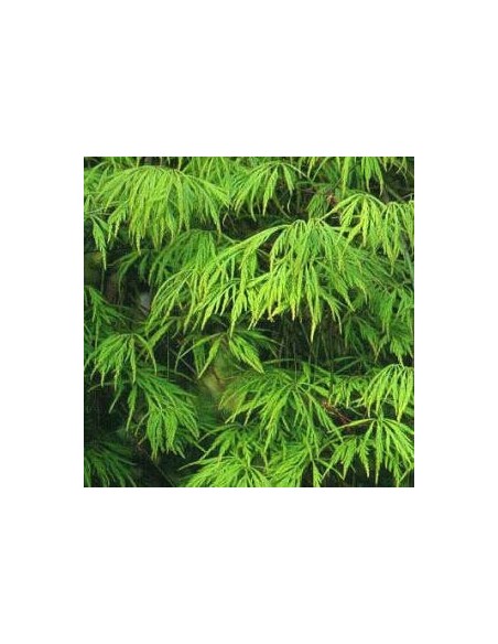 Erable du Japon Dissectum