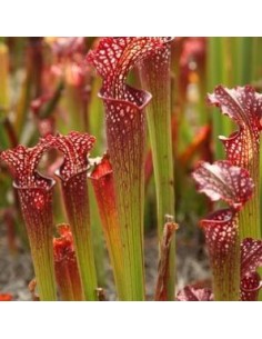 Sarracène Farnhamii