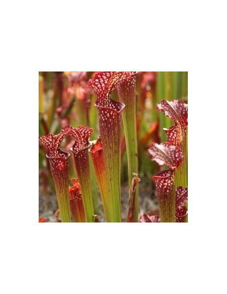 Sarracène Farnhamii Sarracène Farnhamii