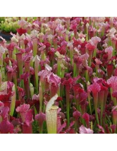 Sarracène Farnhamii 2