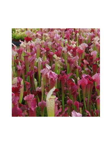 Sarracène Farnhamii