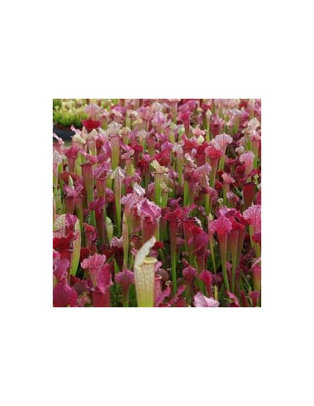 Sarracène Farnhamii Sarracène Farnhamii