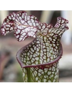 Sarracène Leucophylla