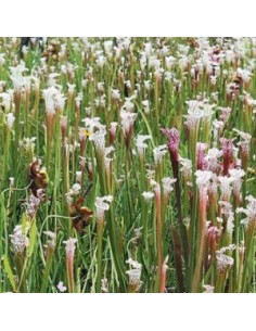 Sarracène Leucophylla 2