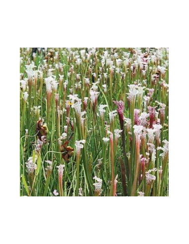 Sarracène Leucophylla
