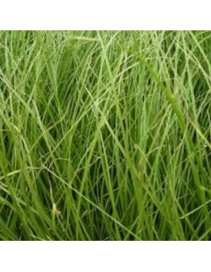 Laîche Howardii "Phoenix Green" 2