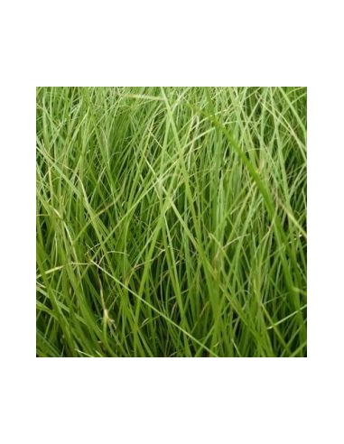 Laîche Howardii "Phoenix Green"