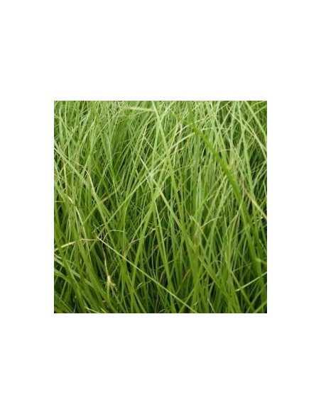 Laîche Howardii "Phoenix Green"