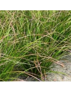 Laîche Howardii "Phoenix Green"