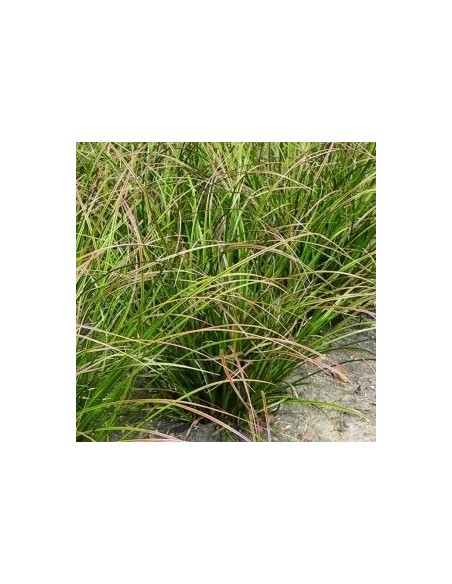 Laîche Howardii "Phoenix Green"