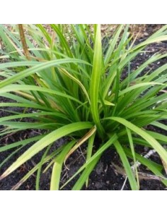 Laîche d'Oshima "J.S. Greenwell"