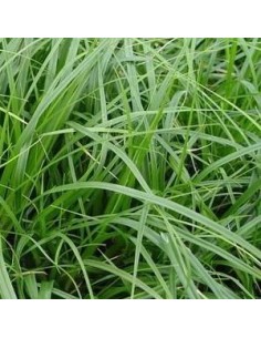 Laîche d'Oshima "J.S. Greenwell" 2