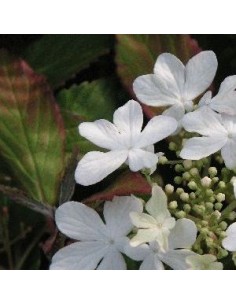 Viorne de Chine "Watanabe"