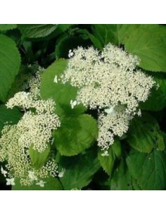 Hortensia de Virginie "Hills of snow" 2