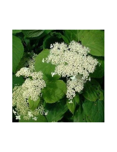 Hortensia de Virginie "Hills of snow"