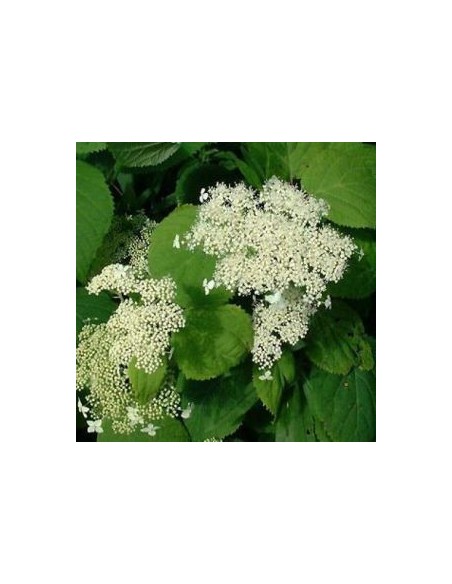 Hortensia de Virginie "Hills of snow"