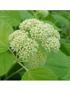Hortensia de Virginie "Hills of snow"