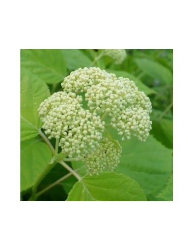 Hortensia de Virginie "Hills of snow"