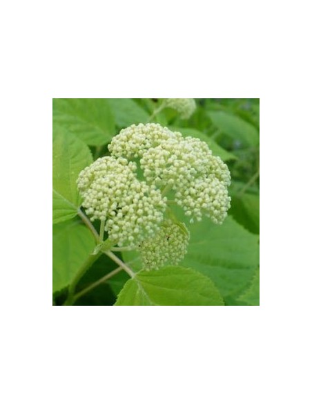 Hortensia de Virginie "Hills of snow"