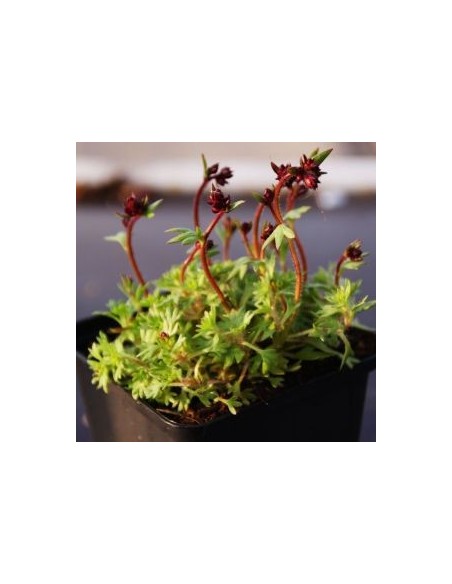 Saxifrage d'Arends bluetenteppitch