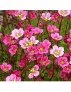 Saxifrage d'Arends bluetenteppitch